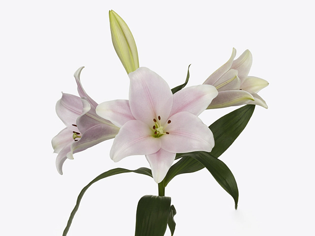 Lilium (LO-hybrids Grp) 'Cali'