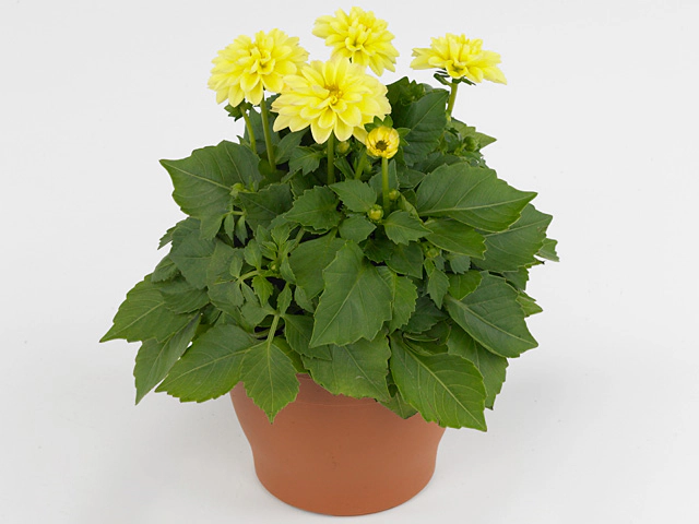 Dahlia (Decorative Grp) Labella Piccolo Lemon