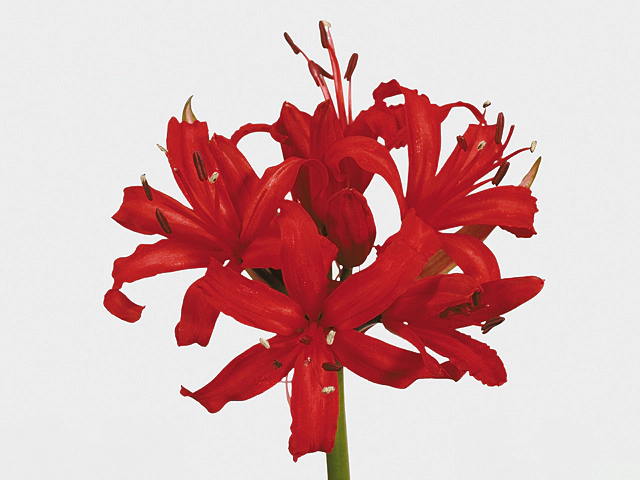 Nerine (Sarniensis Grp) 'Lydia'