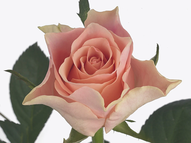 Роза крупноцветковая "Sweet Tacazzi+"