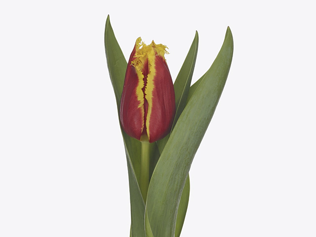 Tulipa (Fringed Grp) 'Fabiënne'