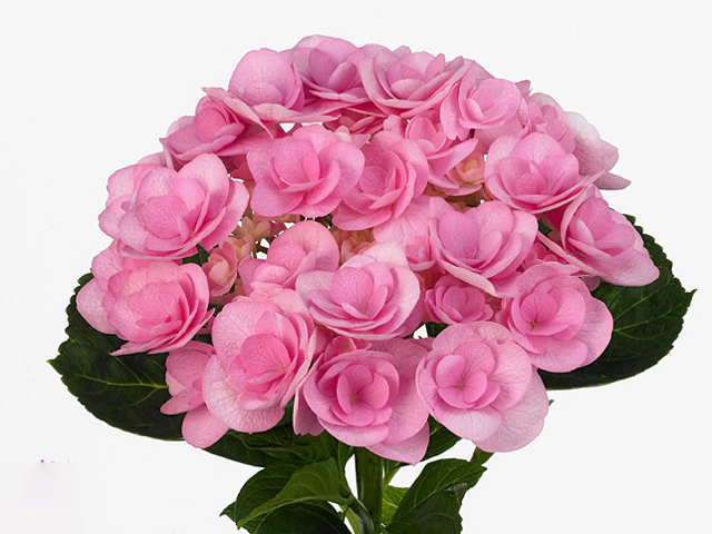 Hydrangea macrophylla Beautensia Papillon (rose)