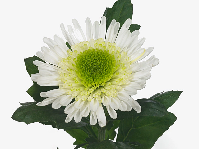 Chrysanthemum (Indicum Grp) disbudded Slazenger