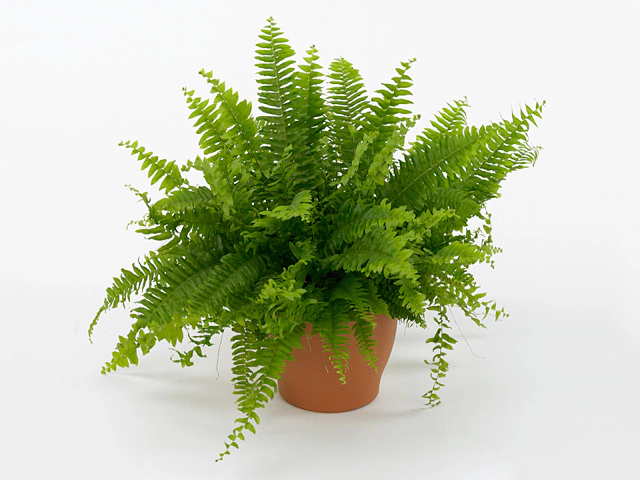 Nephrolepis deals green lady