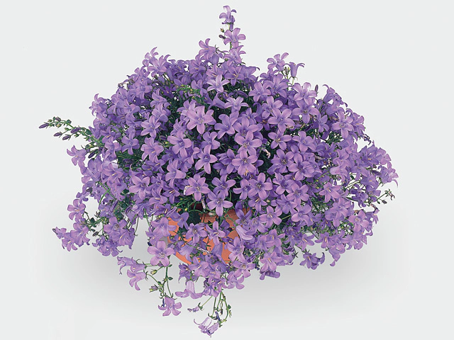 Campanula portenschlagiana Blue Sky