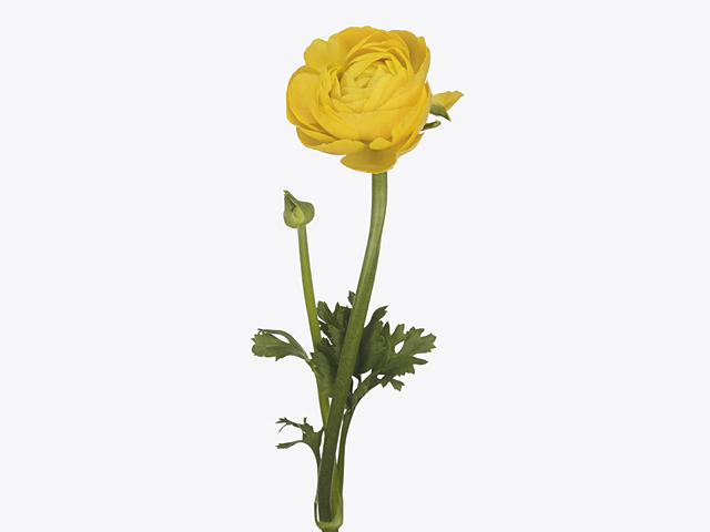 Ranunculus asiaticus Music Yellow