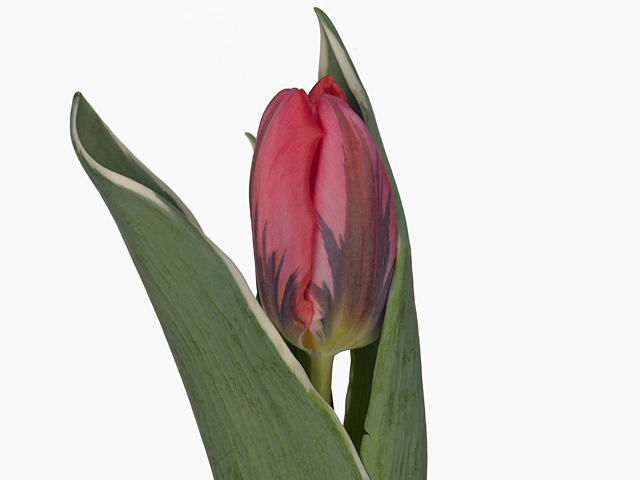 Tulipa (Triumph Grp) 'Shining Princess'