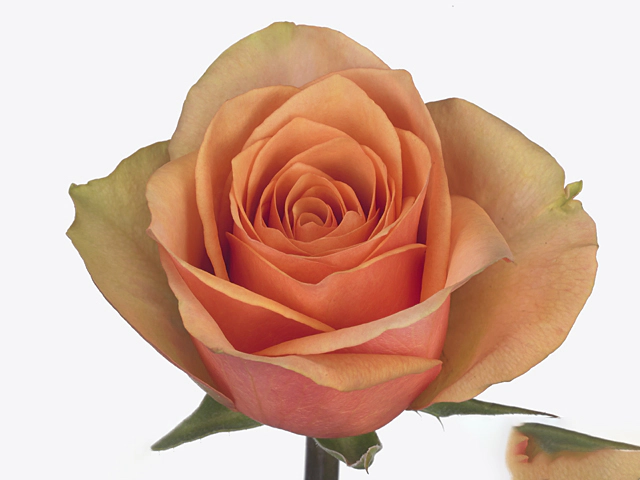 Роза крупноцветковая "Caracal+"