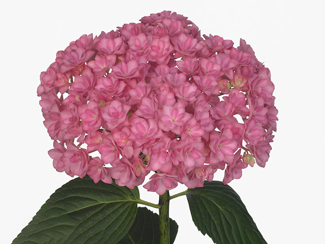 Hydrangea macrophylla Beautensia Luxor (pink)