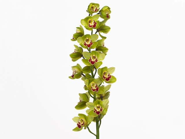 Цимбидиум крупноцветковый "Fiona"