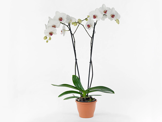 Phalaenopsis Anthura Dawson