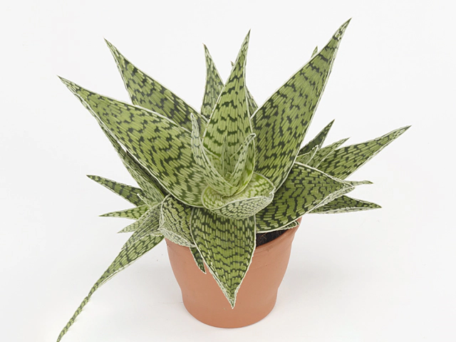 Aloe rauhii 'Demi'