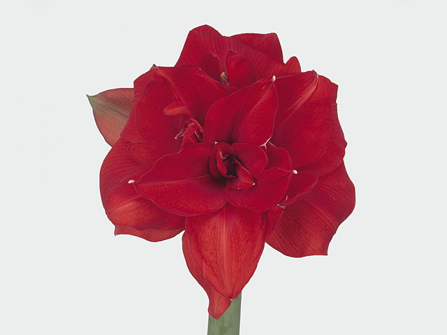 Hippeastrum (Double Galaxy Grp) Red Nymph