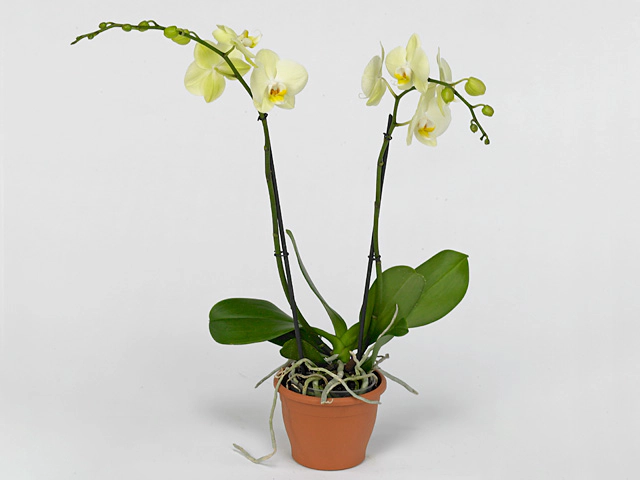 Phalaenopsis 'Mira'