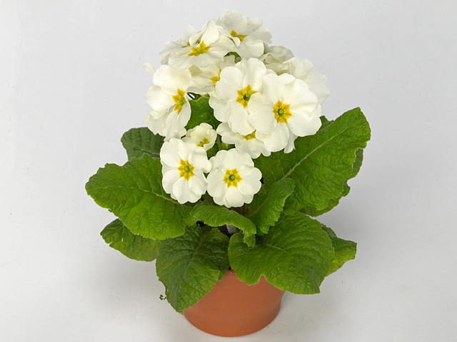 Primula (Elatior Grp) 'Perola White'