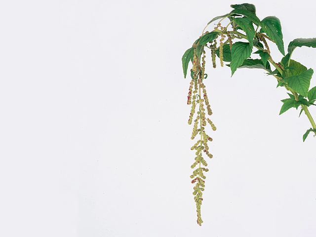 Amaranthus caudatus 'Mira'