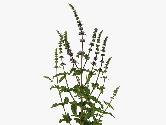 Mentha x rotundifolia 'Purple Sensation'