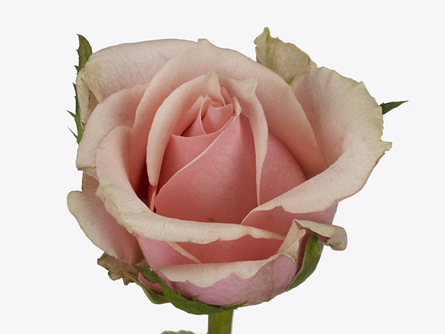 Роза крупноцветковая "Bonaparte@"