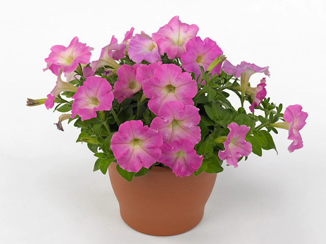 Petunia 'Picobella Cascade Pink Glo'