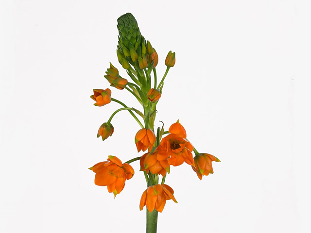 Ornithogalum dubium 'King Star'