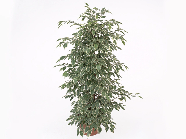 Ficus benjamina Bushy King