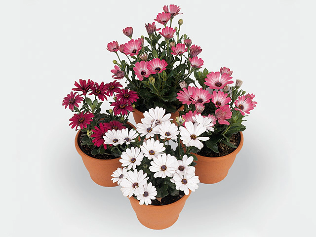 Osteospermum FlowerPower Series mixed