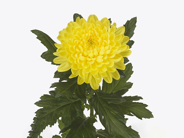 Chrysanthemum (Indicum Grp) disbudded