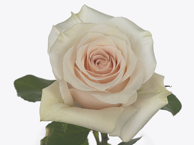 Роза крупноцветковая "Fey"