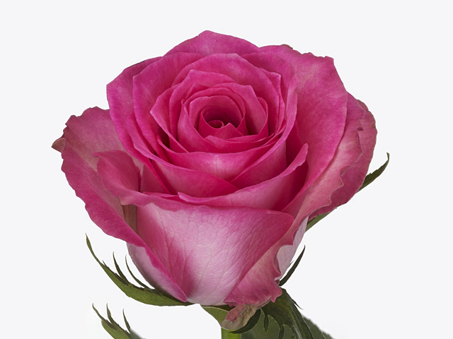 Rosa large flowered Supreme+