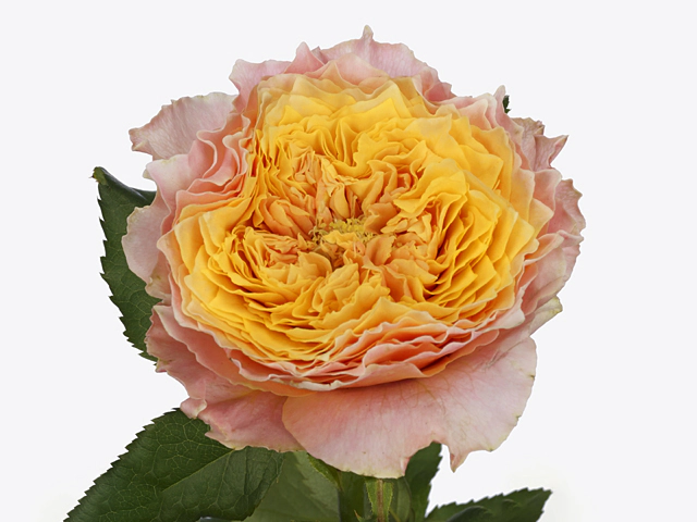 Rosa large flowered Shine On