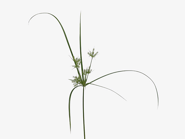 Cyperus 'Spider'