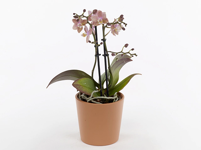 Phalaenopsis Multifloratypes 'B9098'