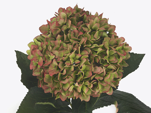 Hydrangea macrophylla Hovaria Ripple (classic)