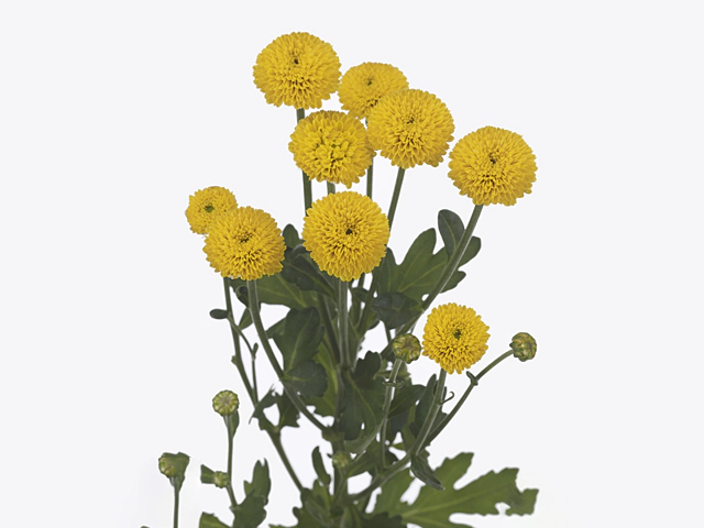 Chrysanthemum (Indicum Grp) spray santini Smartie Sunny