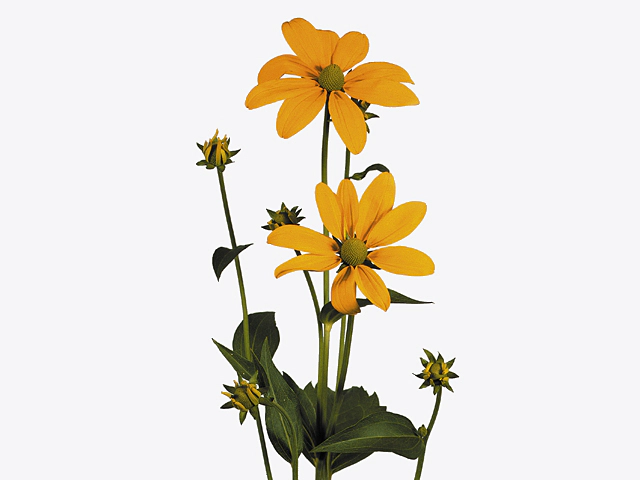 Rudbeckia nitida