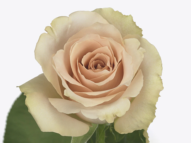 Роза крупноцветковая "Quicksand"