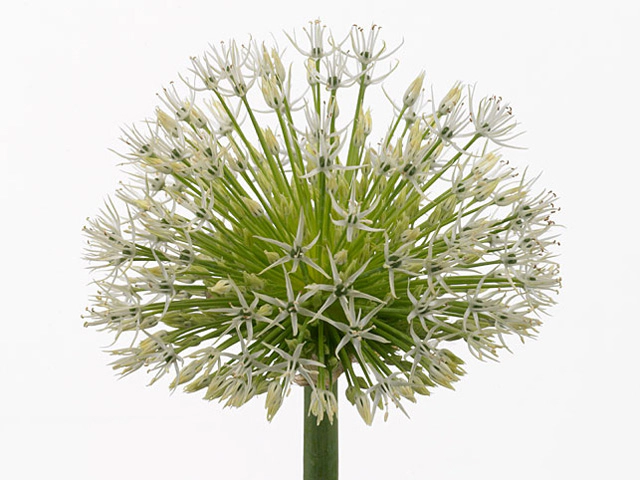 Allium jesdianum 'White Empress'