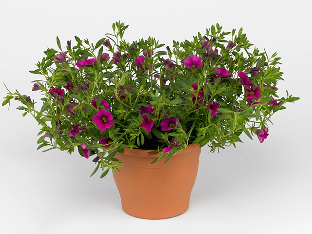 Калибрахоа "Cabaret Rose"