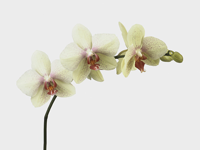 Phalaenopsis per branch 'Omega'