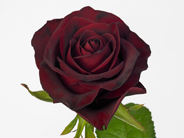 Роза крупноцветковая "Gladiator"