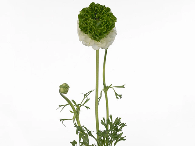 Ranunculus asiaticus 'Festival White Green'