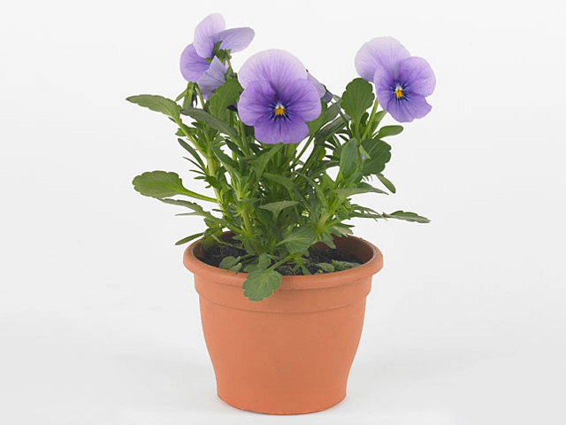 Viola (Cornuta Grp) Twix F1 Blue Ice