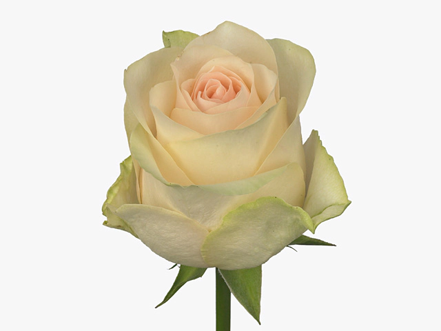Роза крупноцветковая "Arabella"