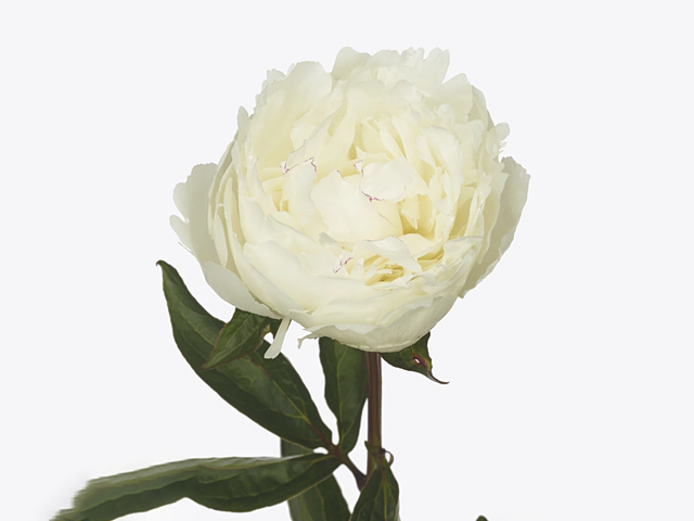 Paeonia (Lactiflora Grp) 'Walla Walla'