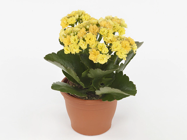 Kalanchoe double blossfeldiana Nolin Yellow