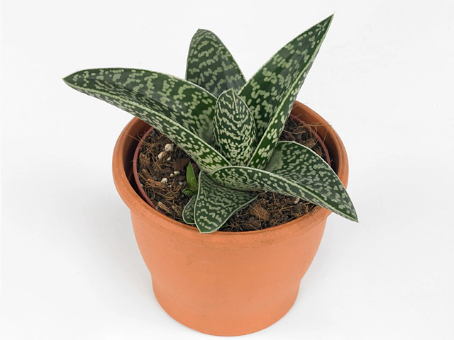 Aloe variegata 'Magic'