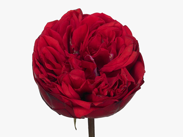 Роза крупноцветковая "Piano Freiland"