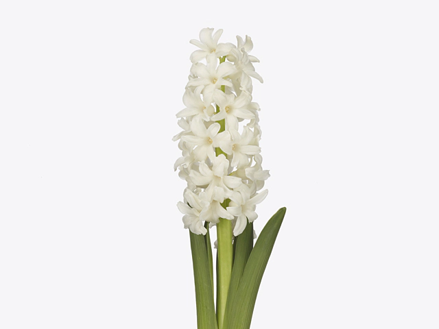 Hyacinthus orientalis 'Aiolos'