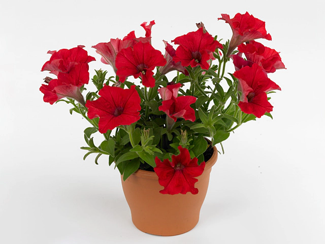 Петуния "Alpe Tunia Red"