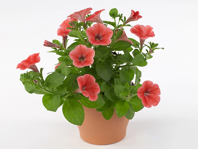 Петуния "Potunia Piccola Strawberry"